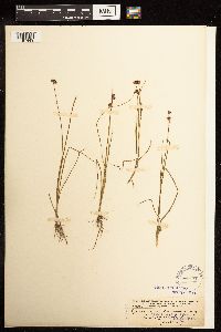 Juncus mertensianus image
