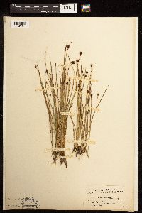 Juncus mertensianus image