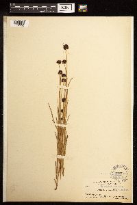 Juncus mertensianus image