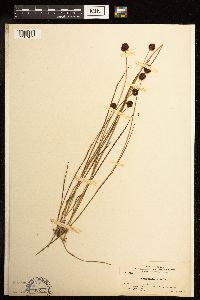 Juncus mertensianus image