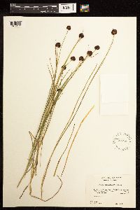 Juncus mertensianus image