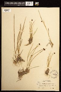 Juncus mertensianus image