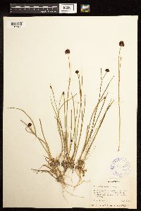 Juncus mertensianus image