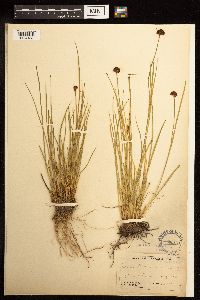 Juncus mertensianus image