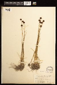 Juncus mertensianus image