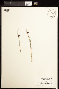 Juncus mertensianus image