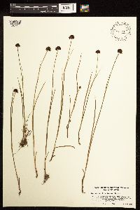 Juncus mertensianus image