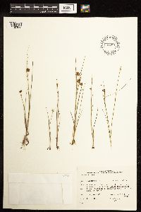 Juncus nodosus image
