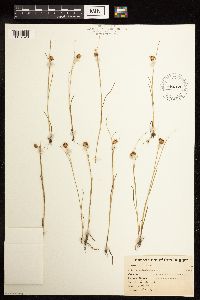 Juncus nodosus image