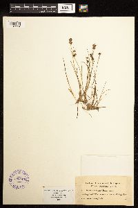 Juncus nodosus image