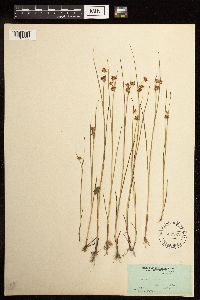 Juncus nodosus image