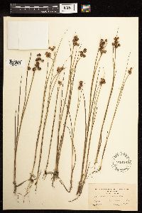 Juncus nodosus image