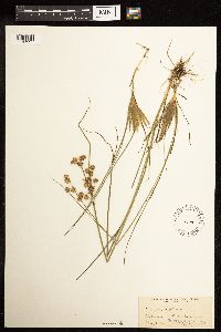 Juncus nodosus image
