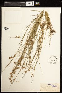 Juncus nodosus image