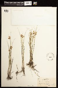 Juncus nodosus image