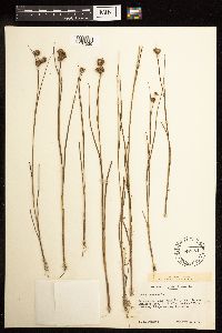 Juncus nodosus image