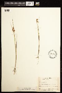 Juncus nodosus image