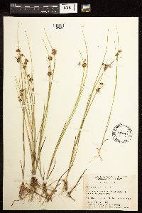 Juncus nodosus image