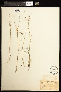Juncus nodosus image