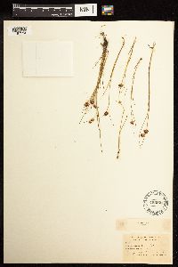 Juncus nodosus image