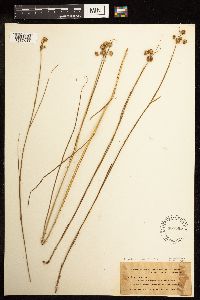 Juncus nodosus image