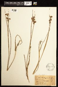 Juncus nodosus image