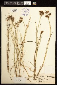 Juncus nodosus image