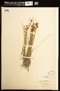 Juncus nodosus image