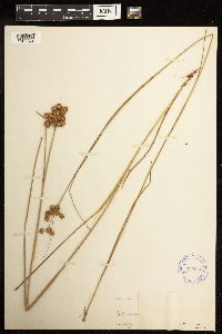 Juncus nodosus image
