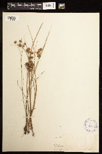 Juncus nodosus image