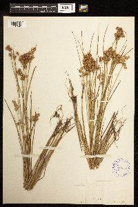 Juncus nodosus image