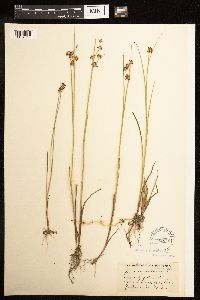 Juncus nodosus image