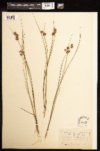 Juncus nodosus image