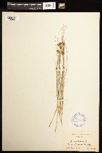 Juncus nodosus image