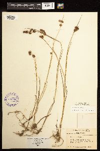 Juncus nodosus image