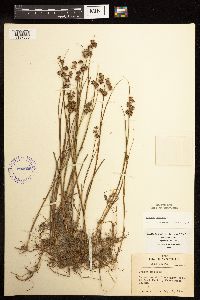Juncus nodosus image
