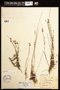 Juncus nodosus image