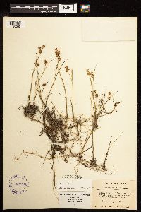 Juncus nodosus image