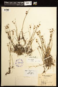 Juncus nodosus image