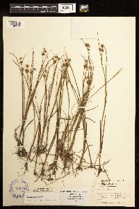Juncus nodosus image