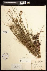 Juncus nodosus image