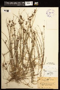 Juncus nodosus image