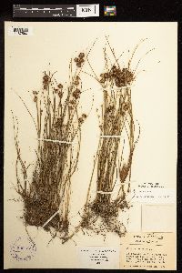 Juncus nodosus image