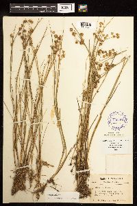 Juncus nodosus image