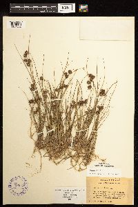 Juncus nodosus image