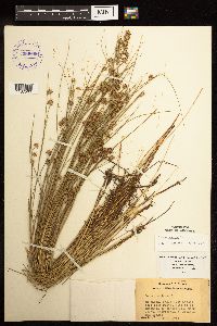 Juncus nodosus image