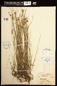 Juncus nodosus image