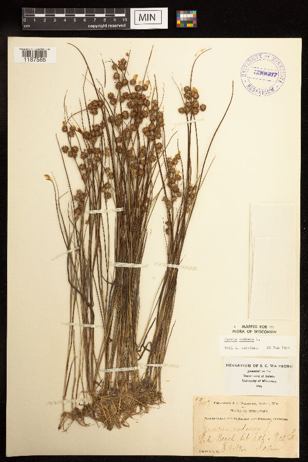 Juncus nodosus image