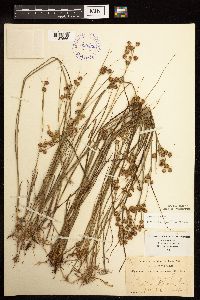 Juncus nodosus image