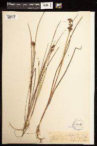 Juncus nodosus image